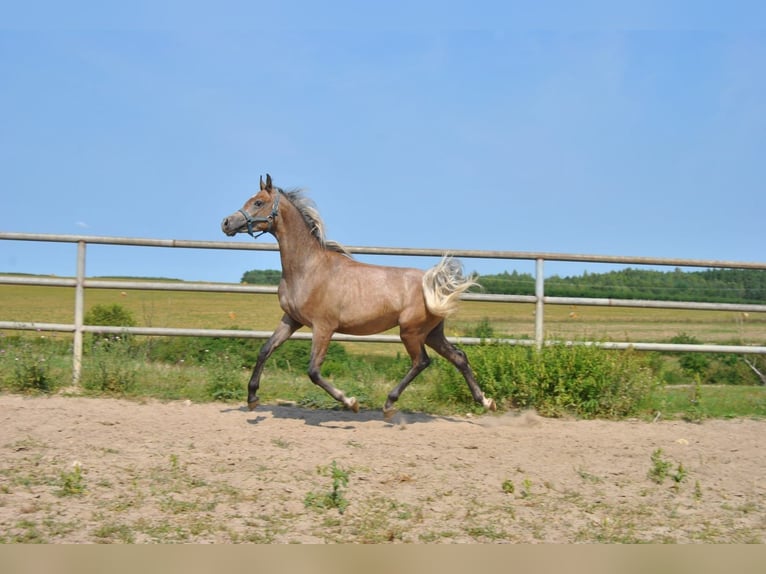 Arabiskt fullblod Hingst 2 år in Kurozwęki