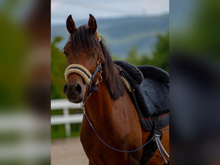 Arabiskt fullblod Blandning Hingst 3 år 140 cm Brun in Binzen