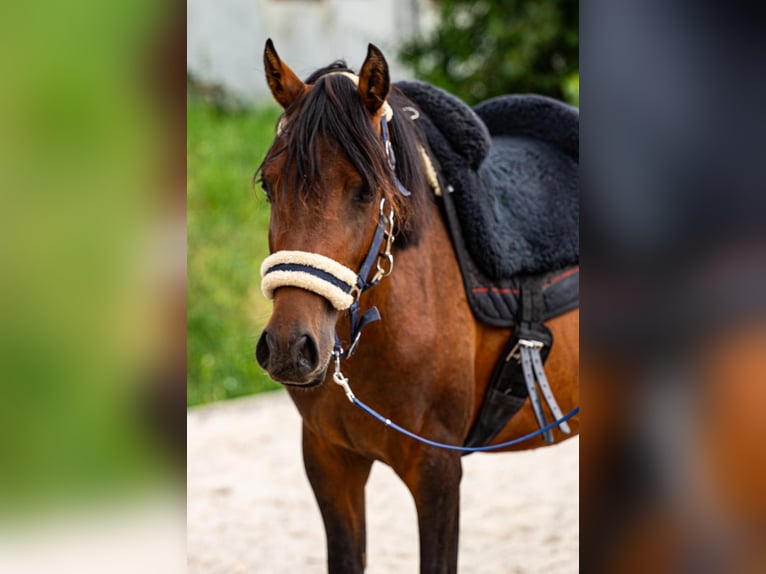 Arabiskt fullblod Blandning Hingst 3 år 140 cm Brun in Binzen