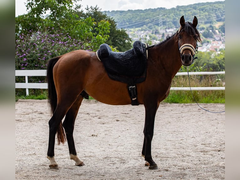 Arabiskt fullblod Blandning Hingst 3 år 140 cm Brun in Binzen