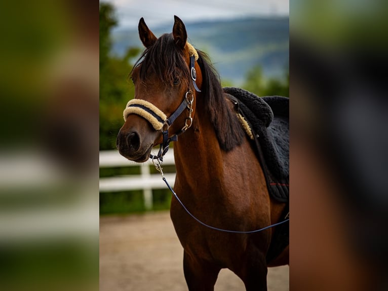 Arabiskt fullblod Blandning Hingst 3 år 140 cm Brun in Binzen