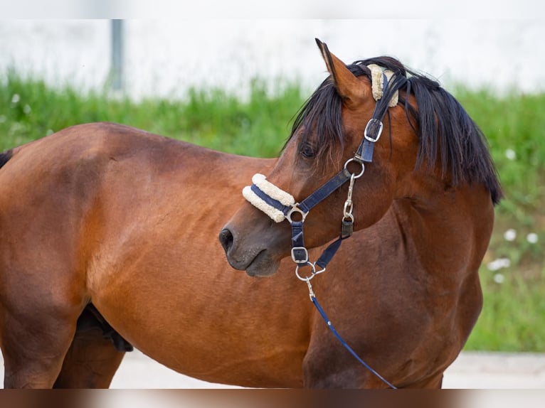 Arabiskt fullblod Blandning Hingst 3 år 140 cm Brun in Binzen