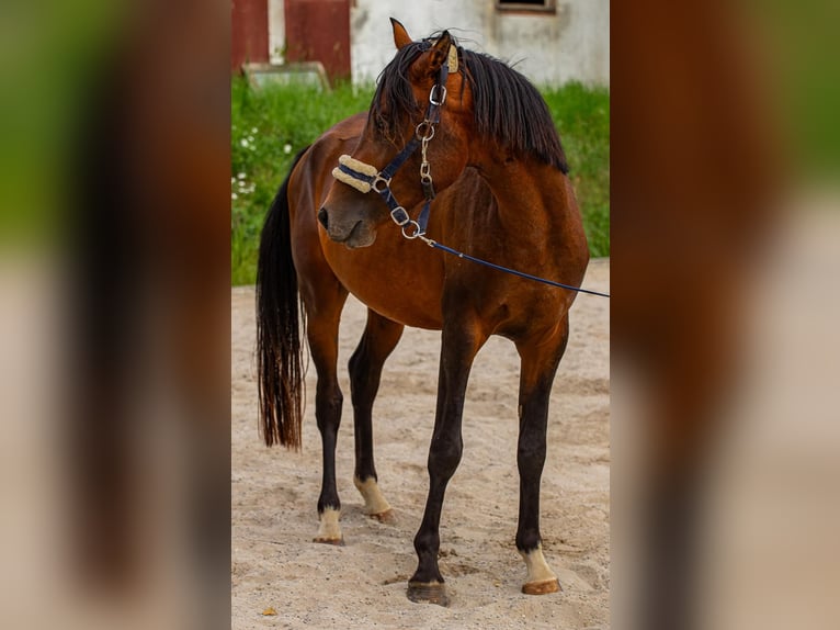 Arabiskt fullblod Blandning Hingst 3 år 140 cm Brun in Binzen