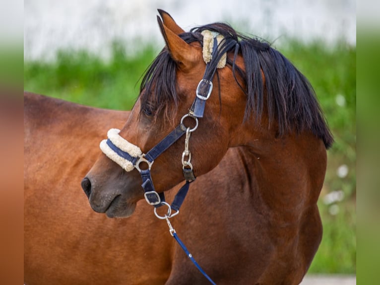 Arabiskt fullblod Blandning Hingst 3 år 140 cm Brun in Binzen