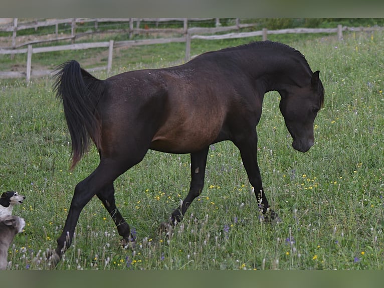 Arabiskt fullblod Hingst 3 år 148 cm Mörkbrun in Koprivnica