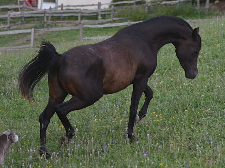 Arabiskt fullblod Hingst 3 år 148 cm Mörkbrun in Koprivnica