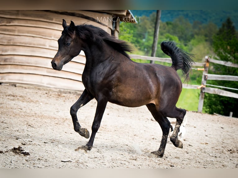 Arabiskt fullblod Hingst 3 år 148 cm Mörkbrun in Koprivnica