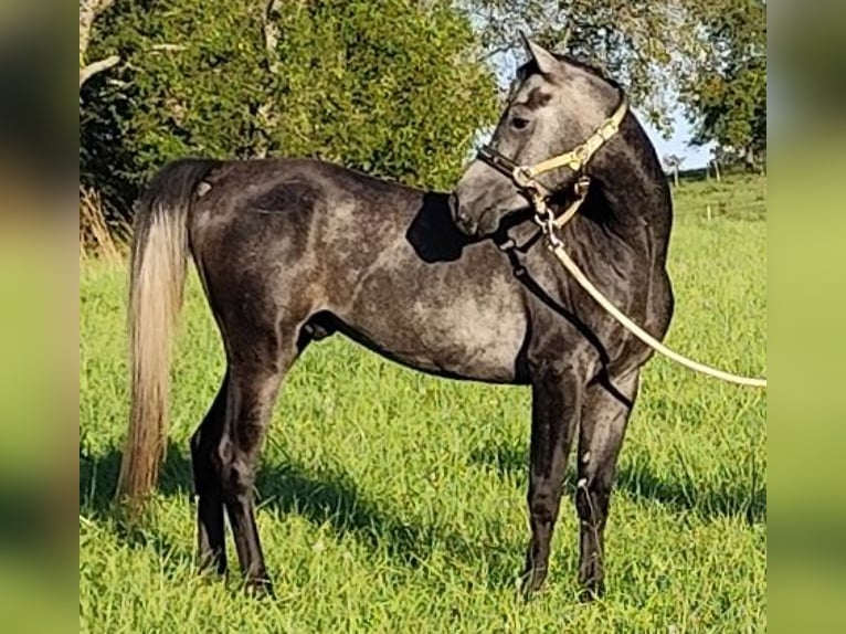 Arabiskt fullblod Hingst 3 år 150 cm Grå-mörk-brun in Gersheim