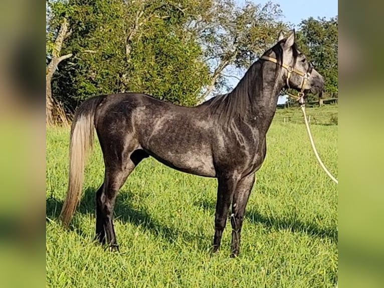 Arabiskt fullblod Hingst 3 år 150 cm Grå-mörk-brun in Gersheim