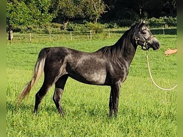 Arabiskt fullblod Hingst 3 år 150 cm Grå-mörk-brun in Gersheim