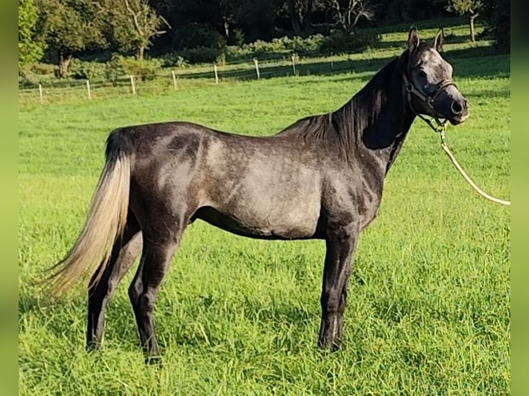 Arabiskt fullblod Hingst 3 år 150 cm Grå-mörk-brun in Gersheim