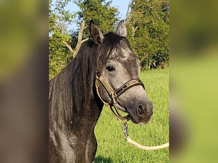 Arabiskt fullblod Hingst 3 år 150 cm Grå-mörk-brun in Gersheim