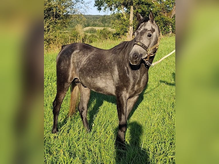 Arabiskt fullblod Hingst 3 år 150 cm Grå-mörk-brun in Gersheim