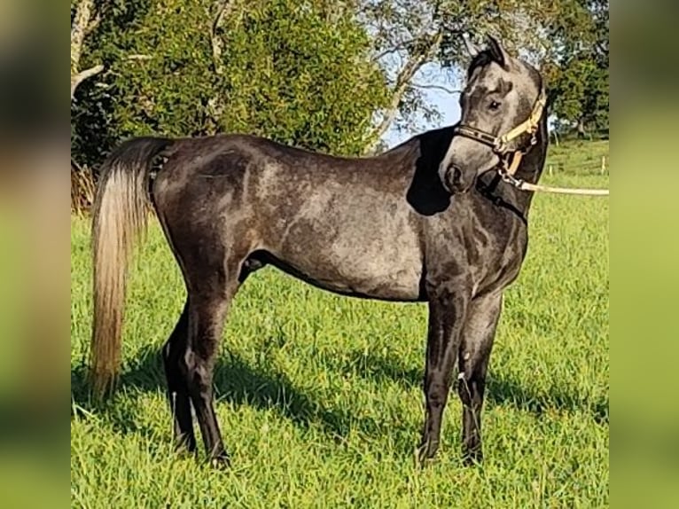 Arabiskt fullblod Hingst 3 år 150 cm Grå-mörk-brun in Gersheim