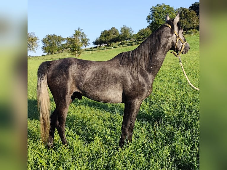 Arabiskt fullblod Hingst 3 år 150 cm Grå-mörk-brun in Gersheim