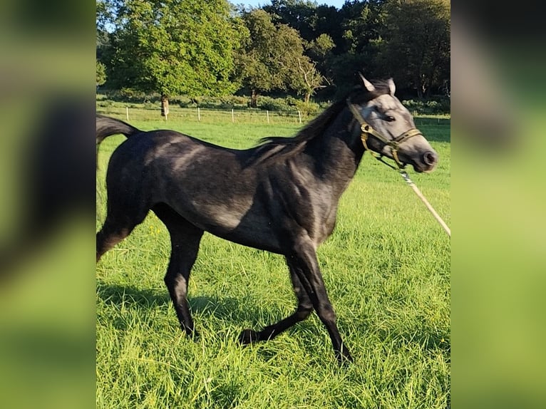 Arabiskt fullblod Hingst 3 år 150 cm Grå-mörk-brun in Gersheim