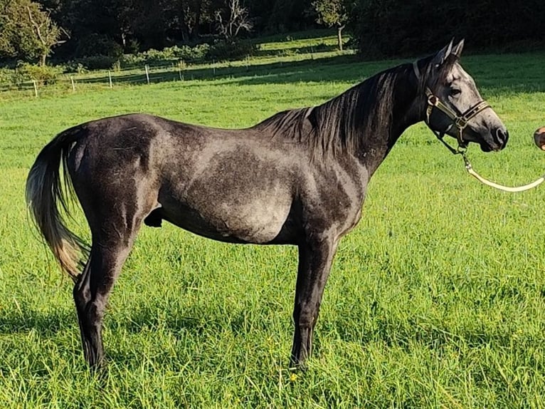 Arabiskt fullblod Hingst 3 år 150 cm Grå-mörk-brun in Gersheim