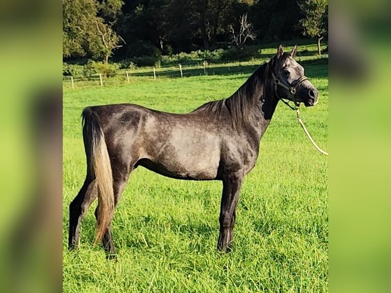 Arabiskt fullblod Hingst 3 år 150 cm Grå-mörk-brun in Gersheim