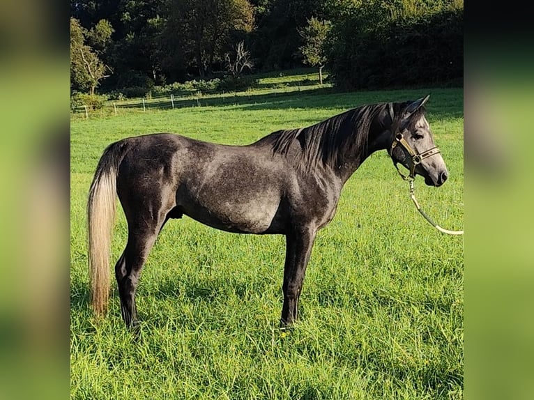 Arabiskt fullblod Hingst 3 år 150 cm Grå-mörk-brun in Gersheim