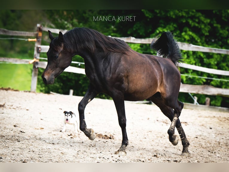 Arabiskt fullblod Hingst 3 år 150 cm Rökfärgad svart in Koprivnica