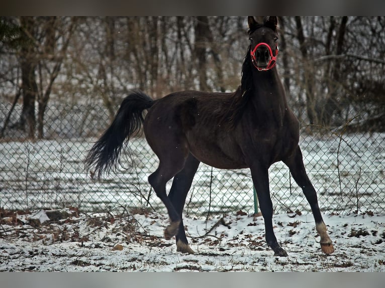 Arabiskt fullblod Hingst 3 år 150 cm Svart in Zalesie