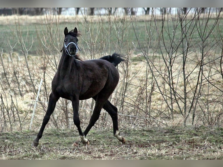 Arabiskt fullblod Hingst 3 år 150 cm Svart in Zalesie