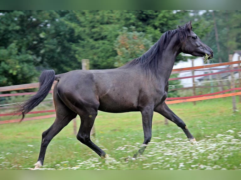 Arabiskt fullblod Hingst 3 år 150 cm Svart in Zalesie