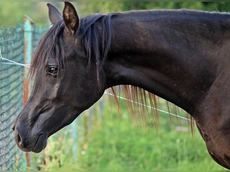 Arabiskt fullblod Hingst 3 år 150 cm Svart in Zalesie