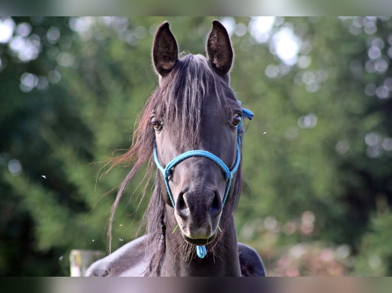 Arabiskt fullblod Hingst 3 år 150 cm Svart in Zalesie