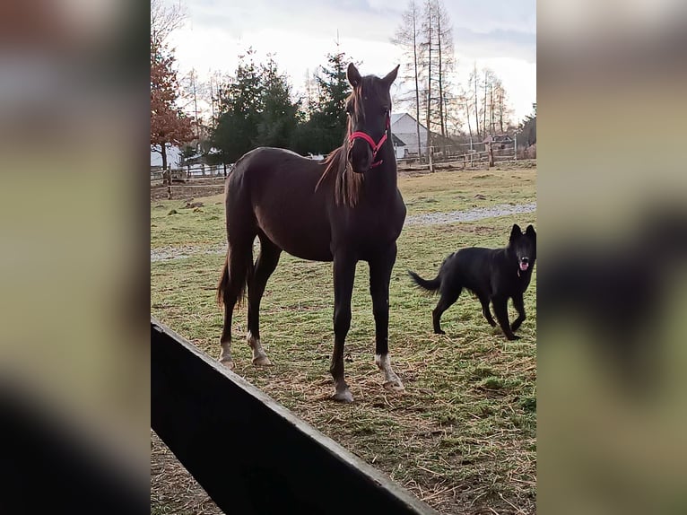 Arabiskt fullblod Hingst 3 år 150 cm Svart in Zalesie