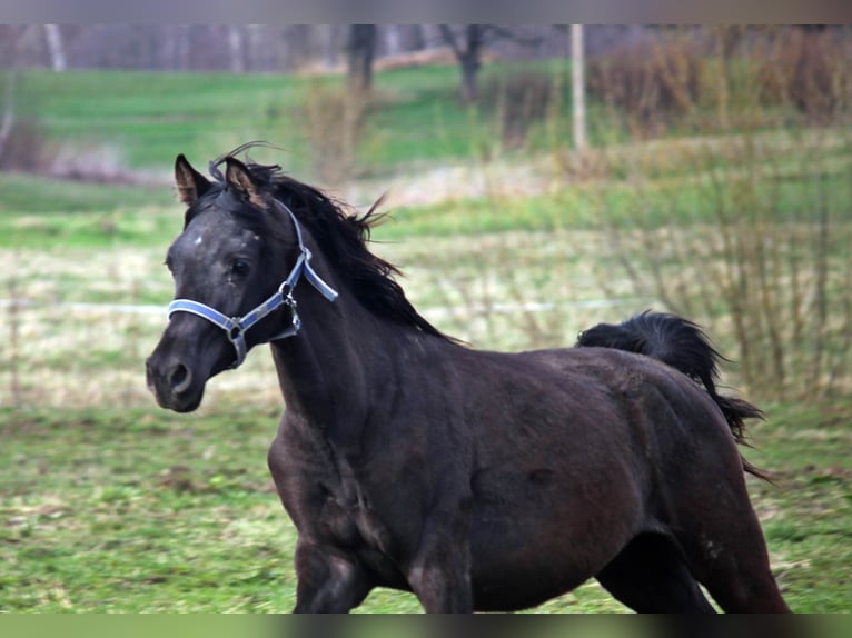 Arabiskt fullblod Hingst 3 år 150 cm Svart in Zalesie