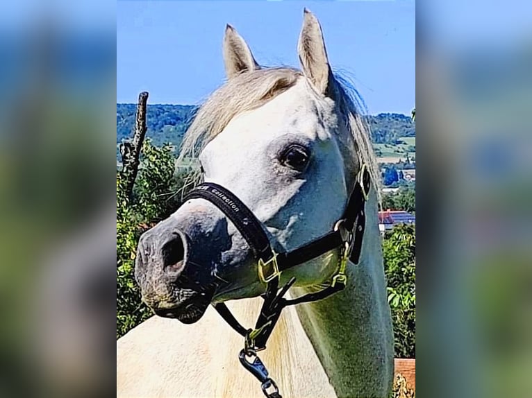 Arabiskt fullblod Hingst 3 år 155 cm Grå in Gersheim