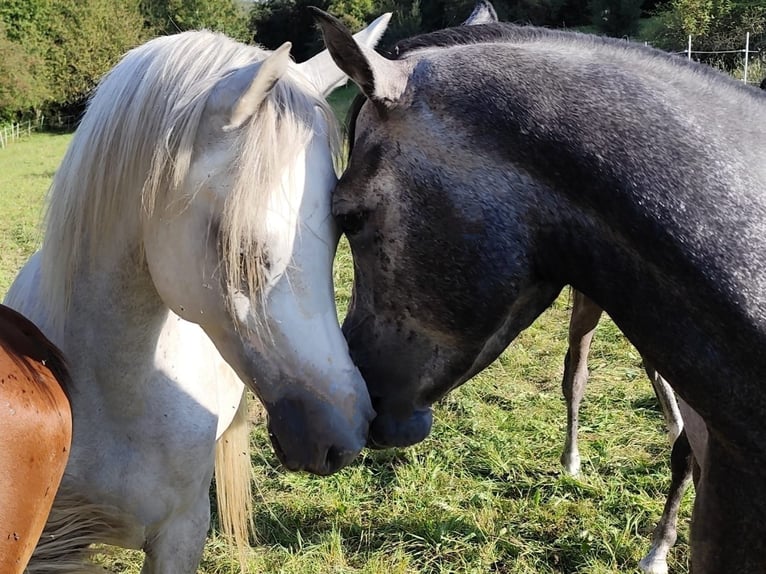 Arabiskt fullblod Hingst 3 år 155 cm Grå in Gersheim