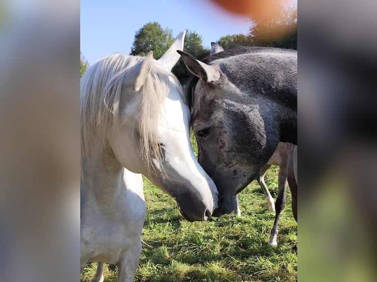 Arabiskt fullblod Hingst 3 år 155 cm Grå in Gersheim