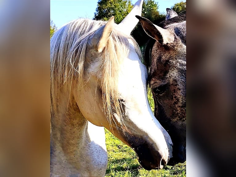 Arabiskt fullblod Hingst 3 år 155 cm Grå in Gersheim