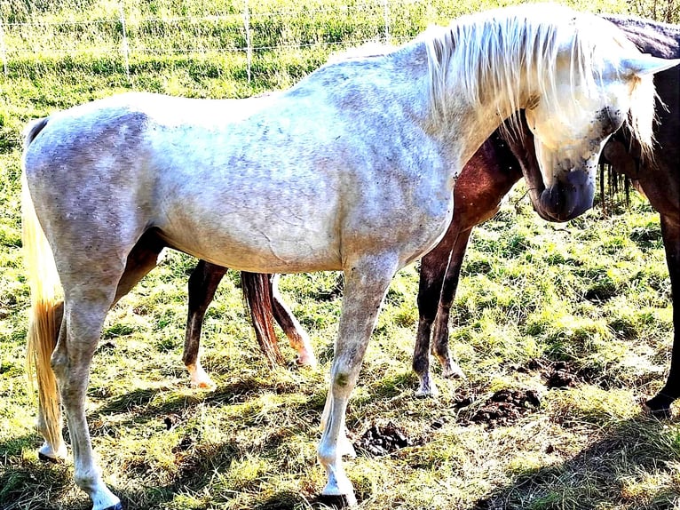 Arabiskt fullblod Hingst 3 år 155 cm Grå in Gersheim