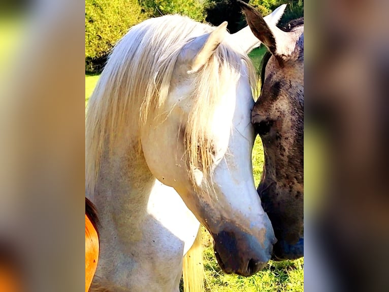 Arabiskt fullblod Hingst 3 år 155 cm Grå in Gersheim