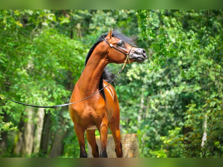 Arabiskt fullblod Hingst 3 år 156 cm Mörkbrun in BELOEIL