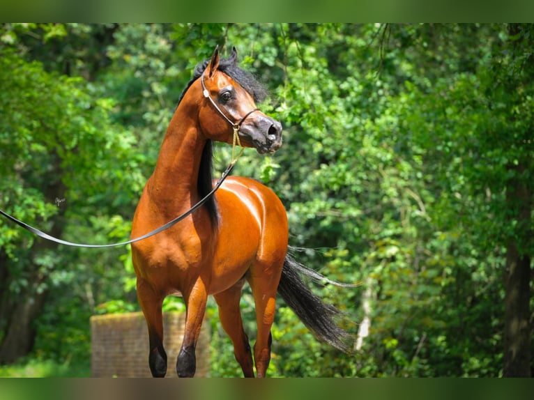 Arabiskt fullblod Hingst 3 år 156 cm Mörkbrun in BELOEIL