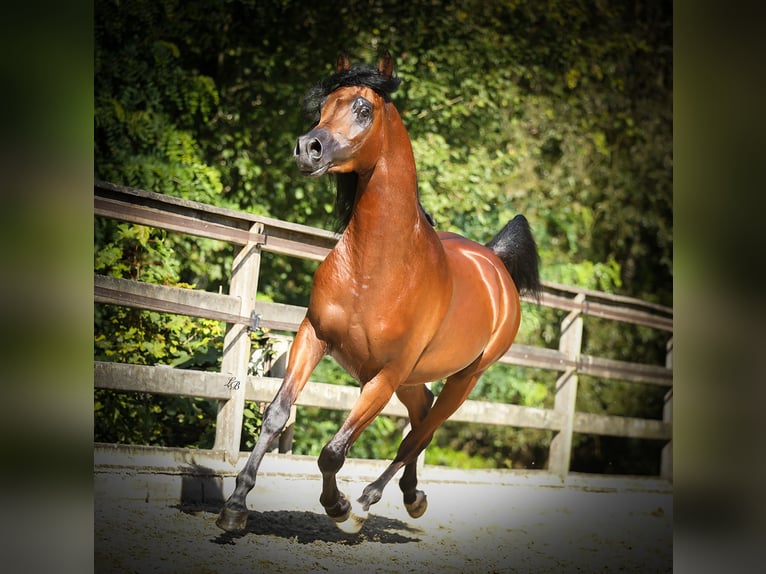 Arabiskt fullblod Hingst 3 år 156 cm Mörkbrun in BELOEIL