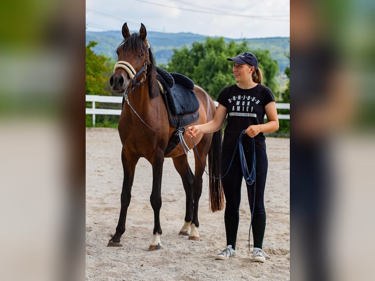 Arabiskt fullblod Blandning Hingst 3 år Brun in Binzen