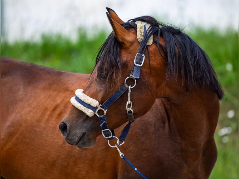 Arabiskt fullblod Blandning Hingst 3 år Brun in Binzen