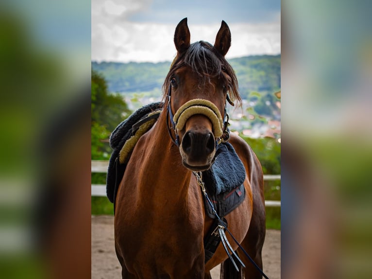 Arabiskt fullblod Blandning Hingst 3 år Brun in Binzen