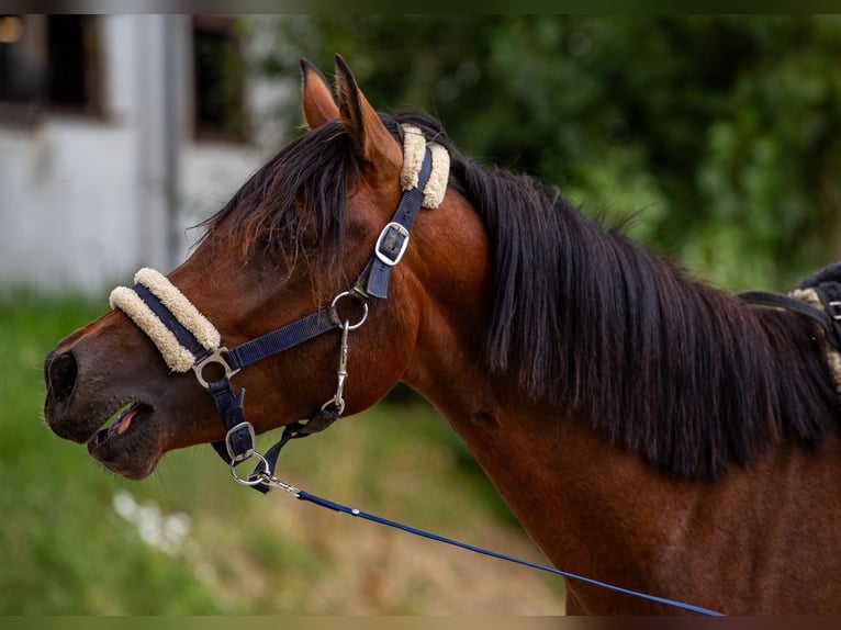 Arabiskt fullblod Blandning Hingst 3 år Brun in Binzen