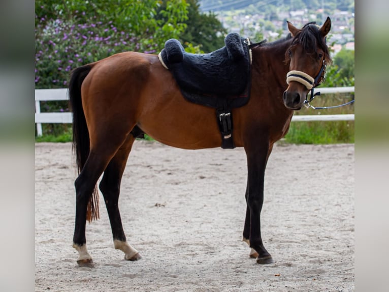 Arabiskt fullblod Blandning Hingst 3 år Brun in Binzen