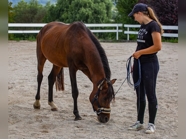 Arabiskt fullblod Blandning Hingst 3 år Brun in Binzen