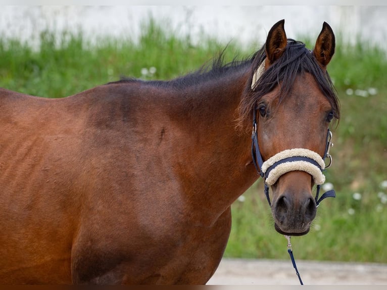 Arabiskt fullblod Blandning Hingst 3 år Brun in Binzen