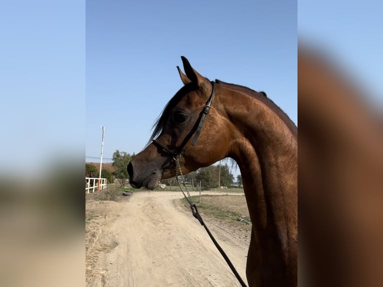 Arabiskt fullblod Hingst 3 år Brun in Poznań