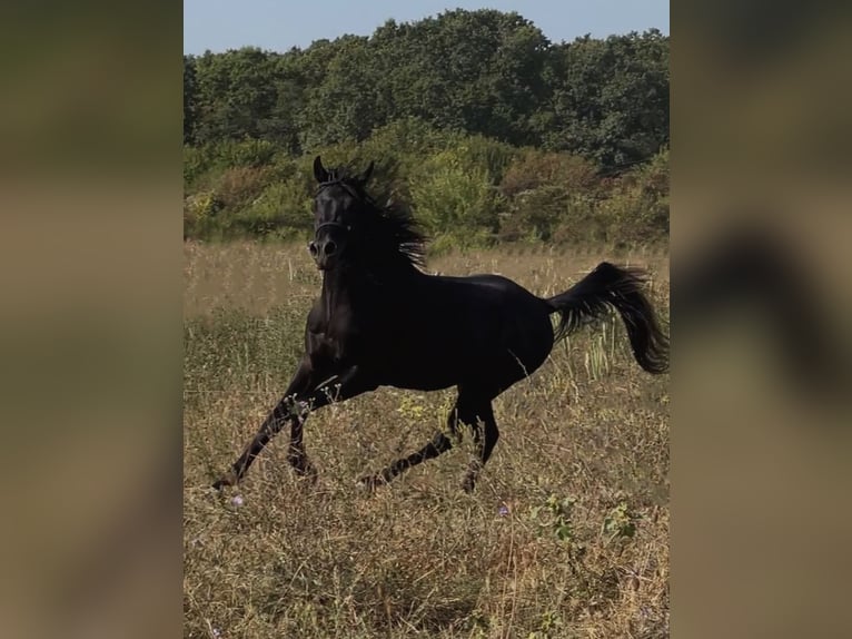 Arabiskt fullblod Hingst 4 år 150 cm Svart in Prahova