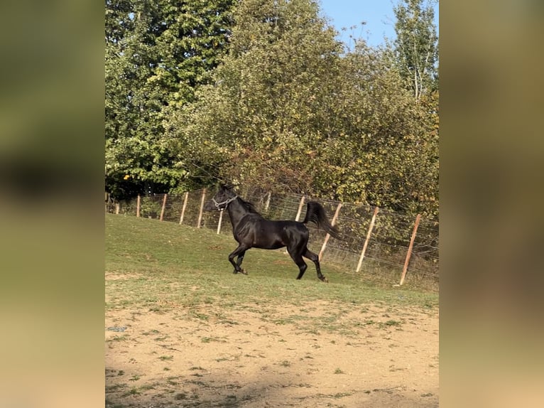 Arabiskt fullblod Hingst 4 år 150 cm Svart in Prahova